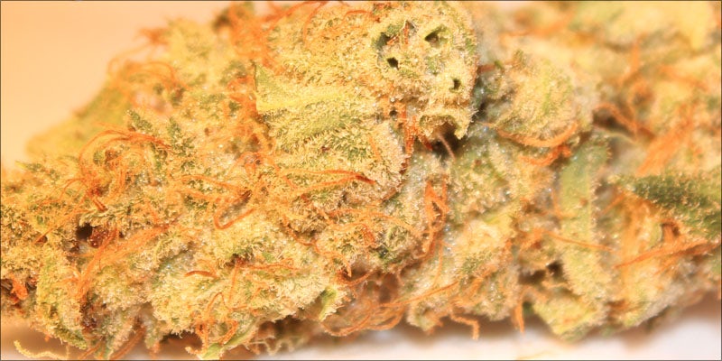 Red Green and Purple replacement Purple, Red & Green Weed: A Guide To Your Bud Colors