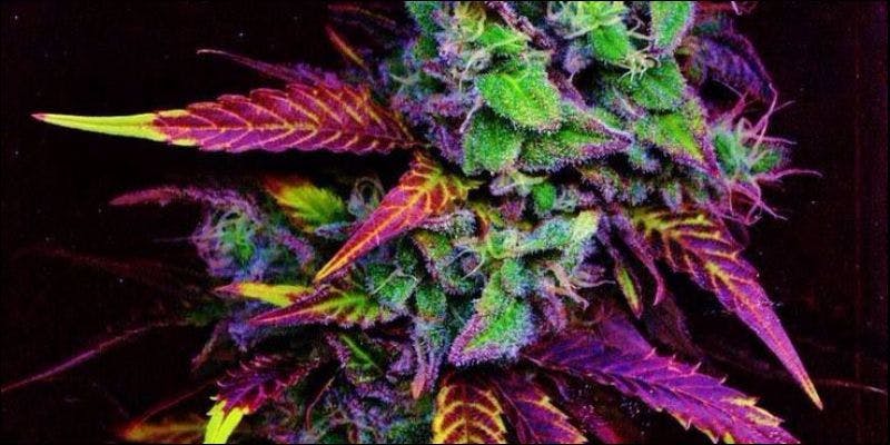 Red Green and Purple1 Purple, Red & Green Weed: A Guide To Your Bud Colors