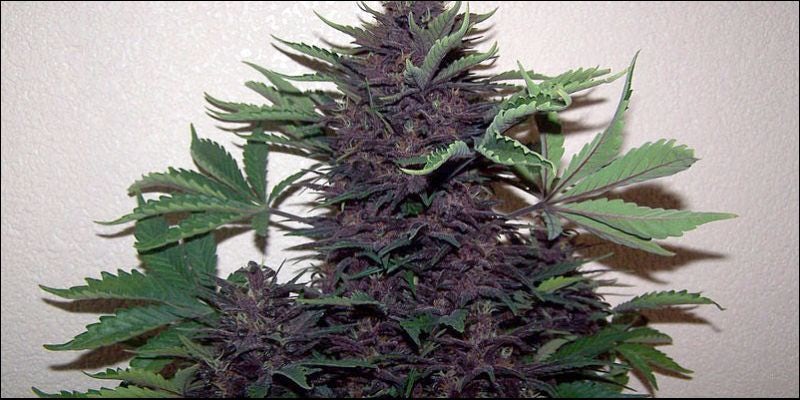 Red Green and Purple3 Purple, Red & Green Weed: A Guide To Your Bud Colors