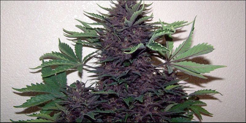 Red Green and Purple3 Purple, Red & Green Weed: A Guide To Your Bud Colors