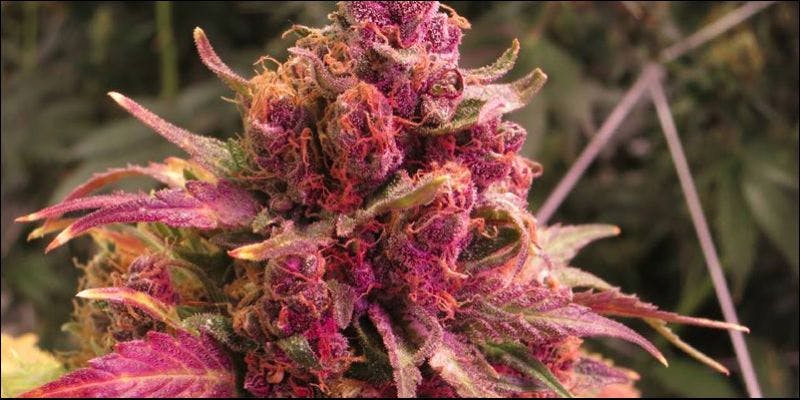 Red Green and Purple4 Purple, Red & Green Weed: A Guide To Your Bud Colors