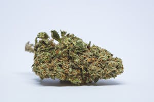 Bubble Gum Marijuana Strain