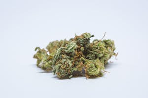 Jillybean Marijuana Strain