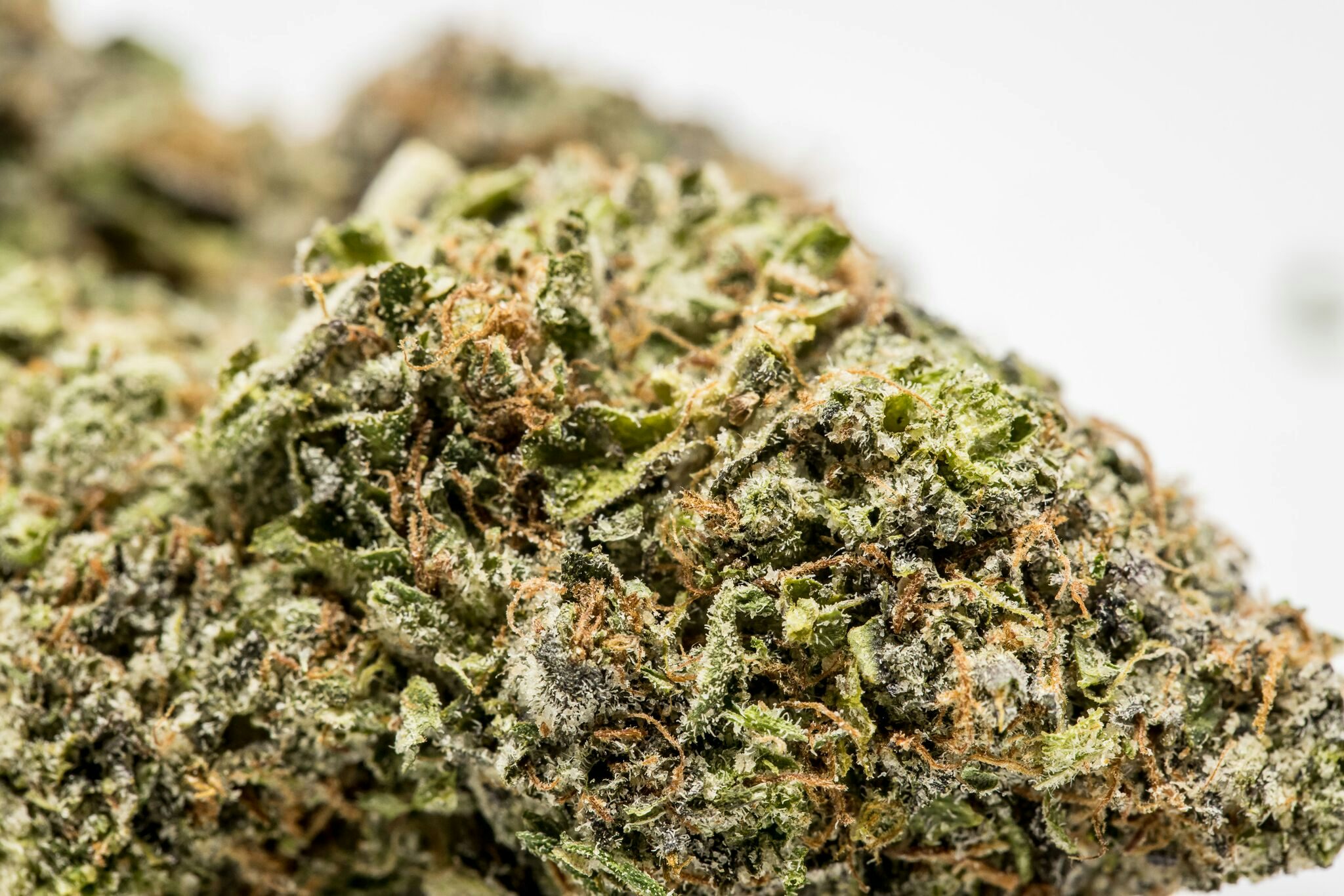 Afghani Marijuana Strain
