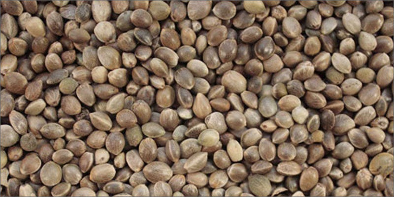 1 colorado creates first domestic hemp seed Why is the New Domestic Hemp Seed so Important?