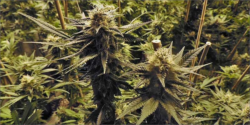 2 canadian medical cannabis patients concerned plants Medical Patients Are Concerned About Canadian Cannabis Reform