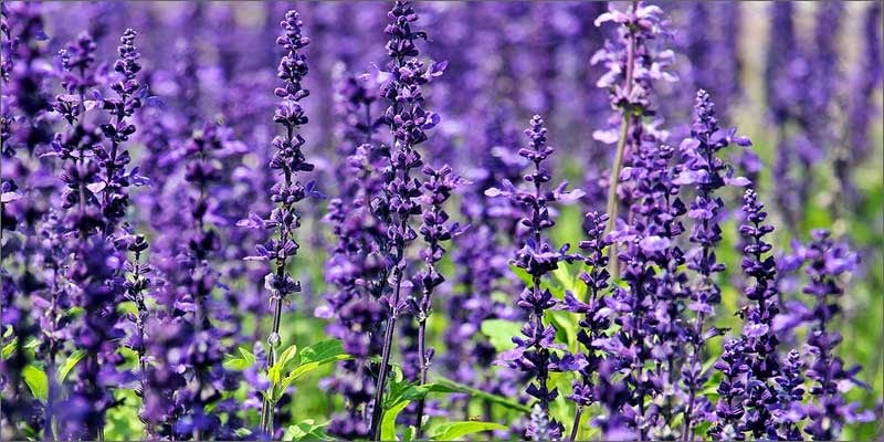 2 medicinal herbs with cannabis lavender Hillary Clinton Promised Bankers Shes Against Cannabis Legalization