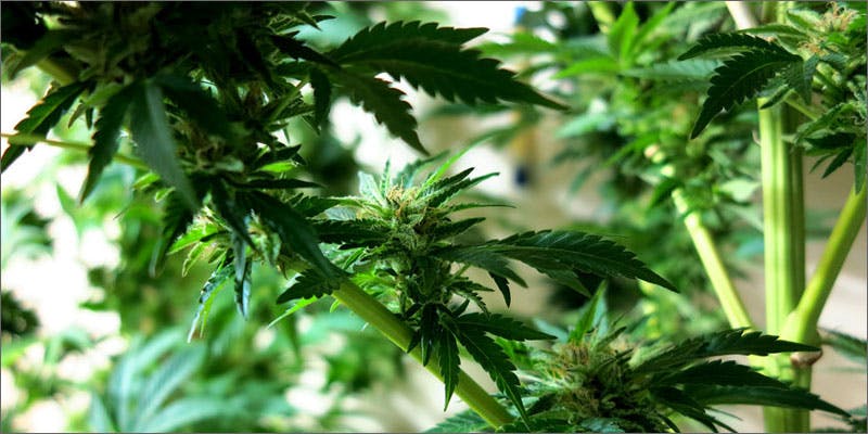 3 drug heroine epidemic funding anti legalization efforts plant Big Pharma Just Donated $500,000 to Keep Weed Illegal