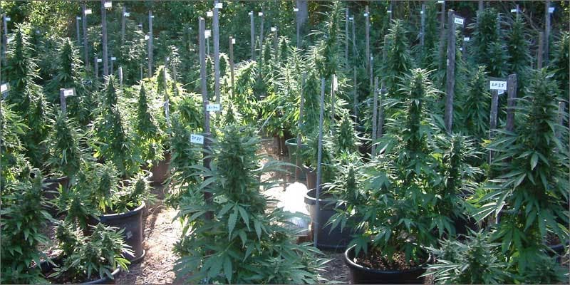 3 prohibition enabling sexual assault emerald triangle garden Is Prohibition Enabling Sexual Assault In The Emerald Triangle?