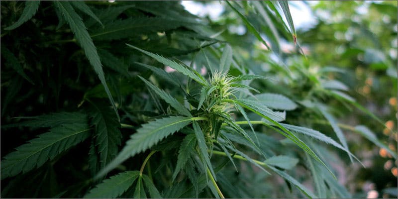 5 prohibition enabling sexual assault emerald triangle plants Is Prohibition Enabling Sexual Assault In The Emerald Triangle?