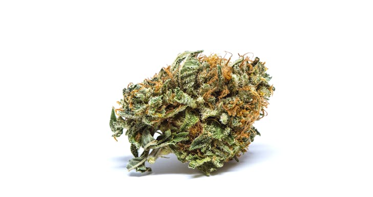 Critical Mass Weed; Critical Mass Cannabis Strain; Critical Mass Indicia Marijuana Strain