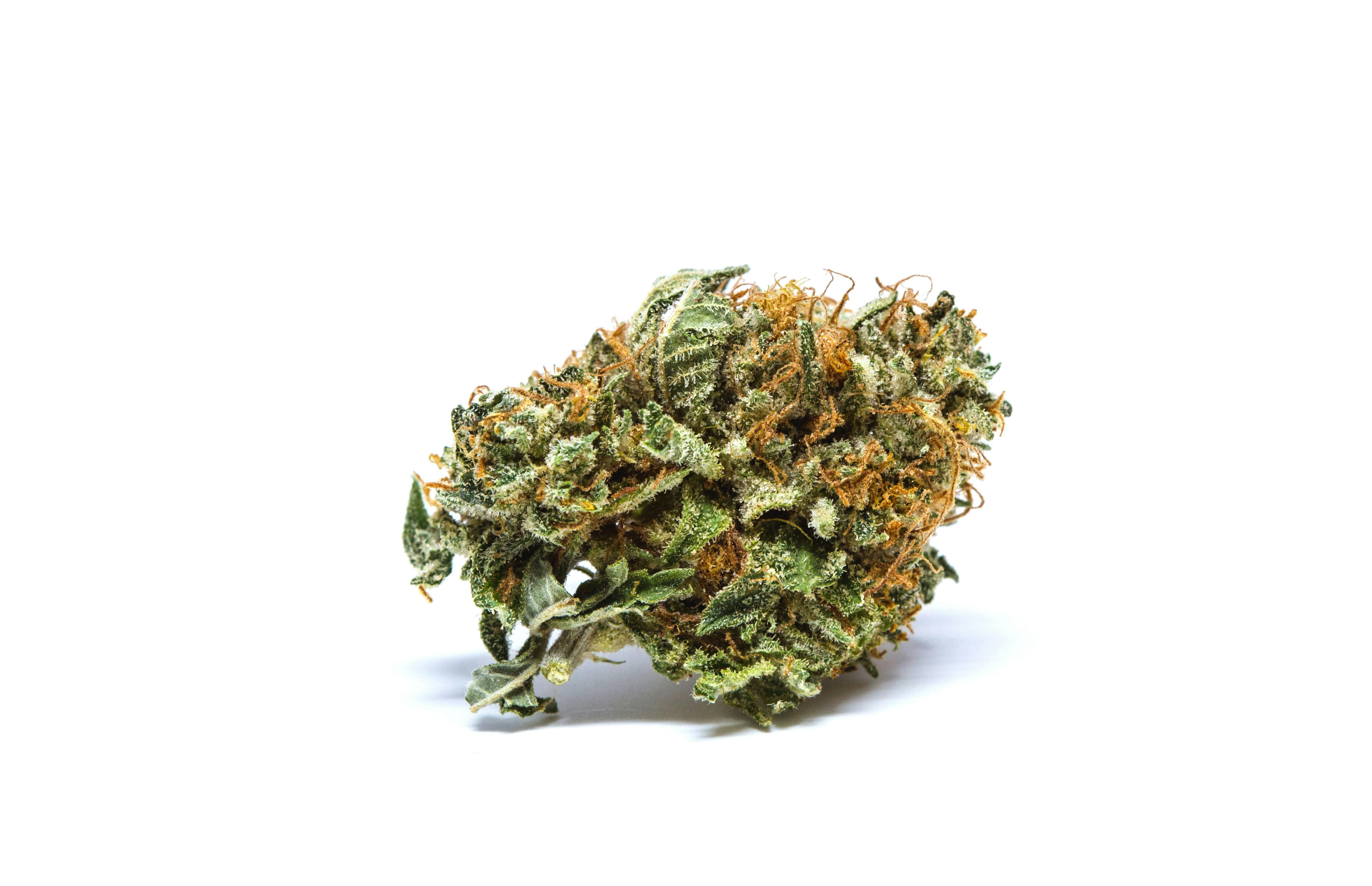 Critical Mass Weed; Critical Mass Cannabis Strain; Critical Mass Indicia Marijuana Strain