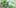 Kratom Plant 1new This Dominos Driver Delivered More Than Just Pizza