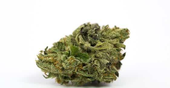 Master Kush Weed; Master Kush Cannabis; Master Kush Indica Marijuana Strain