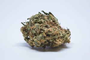 Northern Lights Marijuana Strain