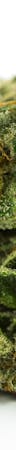 Sensi Star Weed; Sensi Star Cannabis Strain; Sensi Star Indica Marijuana Strain