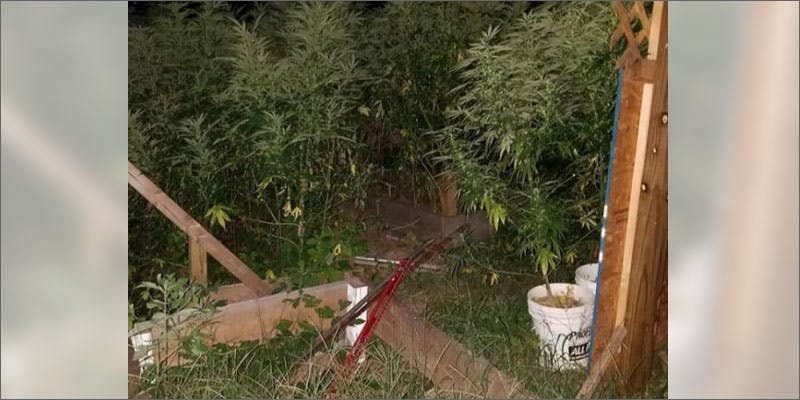 day care cannabis grow operation garden Massive $1 Million Grow Operation Discovered At Kids Day Care