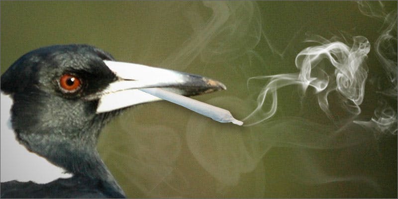 magpie
