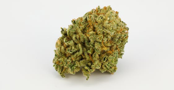 Sweet Nina Weed; Sweet Nina Cannabis Strain; Sweet Nina Hybrid Marijuana Strain
