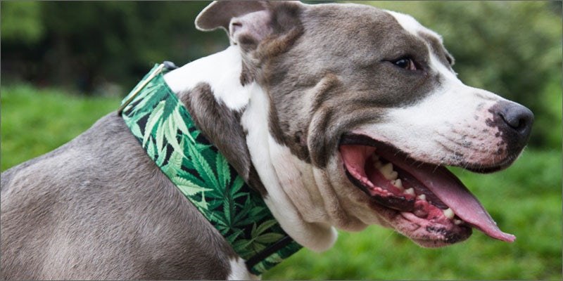 2 cannabis products for pets collar 11 Cute & Crazy Cannabis Products For Your Pot Loving Pets