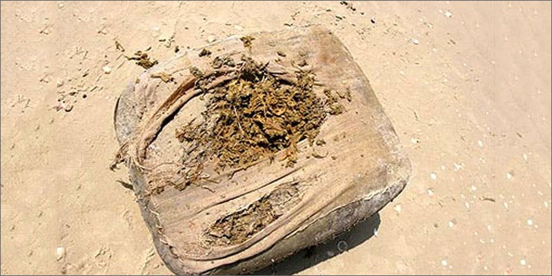 2 cannabis washes up florida beaches 400 Pounds Of Cannabis Has Washed Up On Florida Beaches