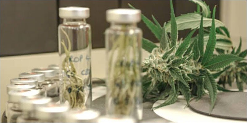 2 colorado cannabis potency continues rising Colorados Cannabis THC Potency is Getting Stronger