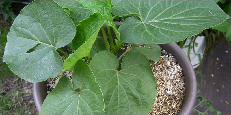 2 plants containing beneficial cannabinoids kava Hillary Clinton Promised Bankers Shes Against Cannabis Legalization