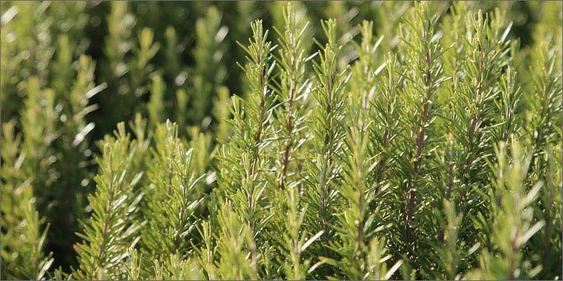 3 plants containing beneficial cannabinoids rosemary Hillary Clinton Promised Bankers Shes Against Cannabis Legalization