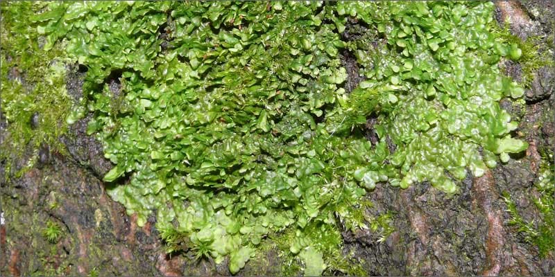 4 plants containing beneficial cannabinoids liverwort Hillary Clinton Promised Bankers Shes Against Cannabis Legalization