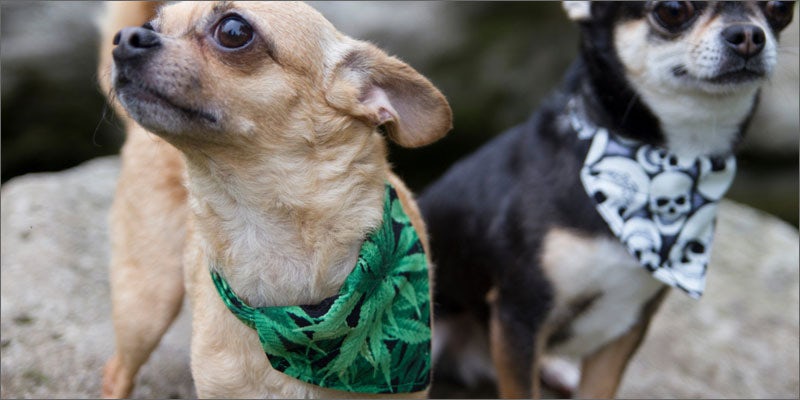 8 cannabis products for pets 11 Cute & Crazy Cannabis Products For Your Pot Loving Pets