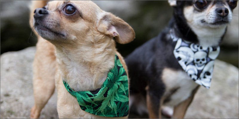 8 cannabis products for pets 11 Cute & Crazy Cannabis Products For Your Pot Loving Pets