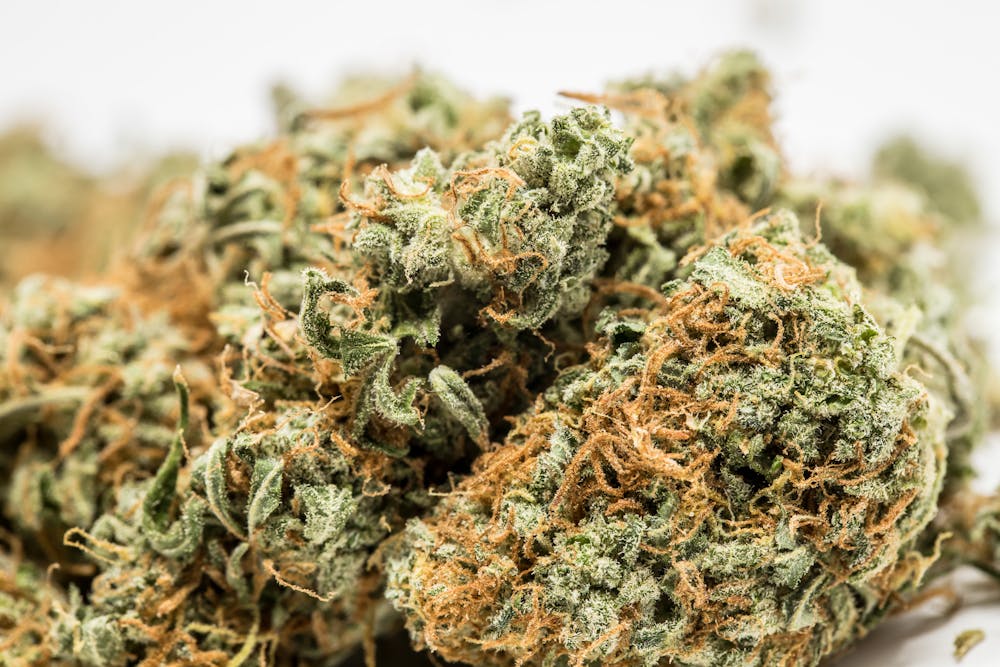 Sweet Tooth Strain of Marijuana | Weed | Cannabis | Herb | Herb