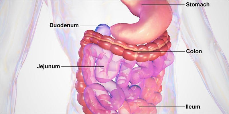 Cannabis The Gut 1 Cannabis & The Gut: Does Weed Heal Or Harm?