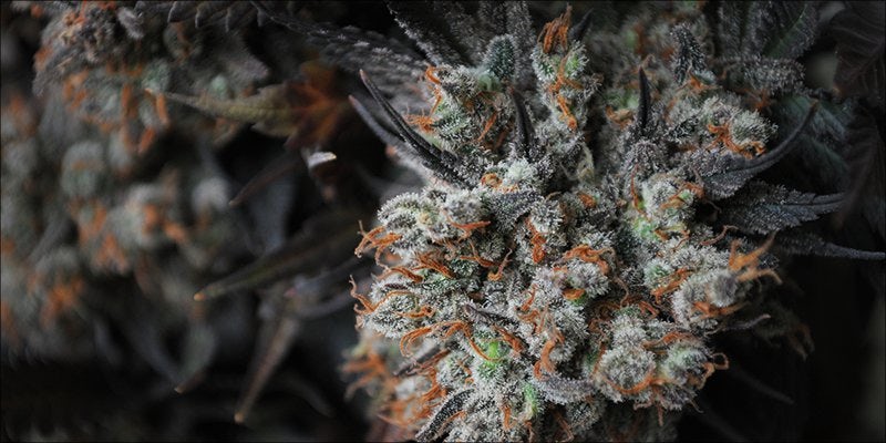 Cannabis The Gut 3 Cannabis & The Gut: Does Weed Heal Or Harm?