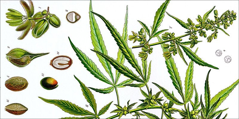 Chinese Research 1 2,500 Year Old Cannabis Plant Found On The Silk Road