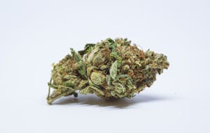 Jack The Ripper Marijuana Strain