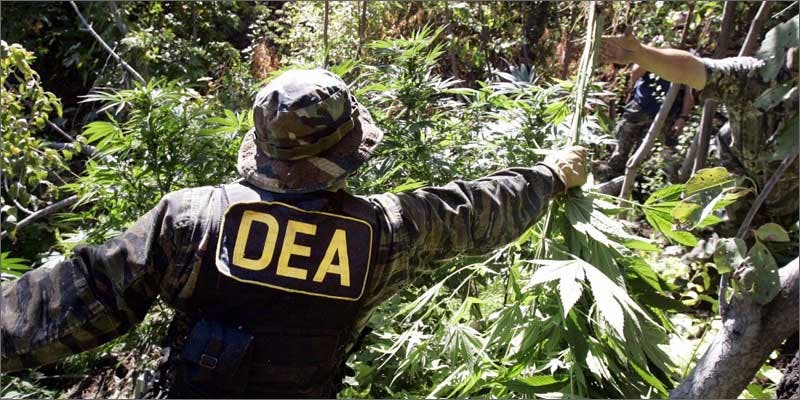 Eradicate Cannabis Plants