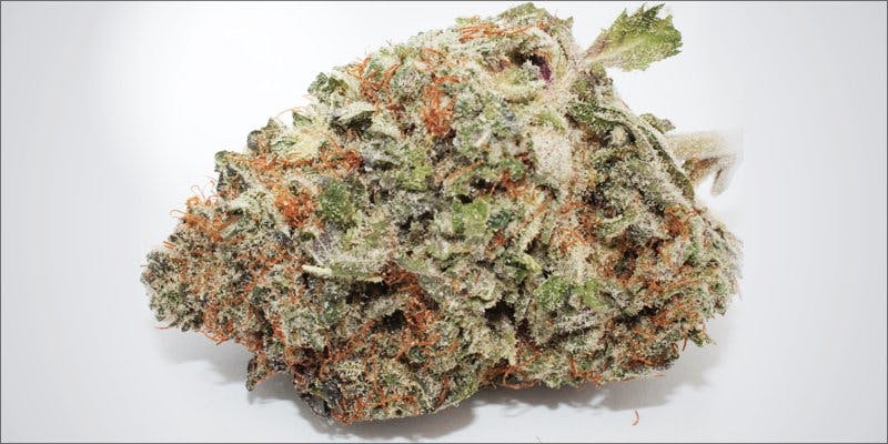 7topstrains thanksgiving 3 7 Strains To Get You Elevated Before Your Massive Danksgiving Meal