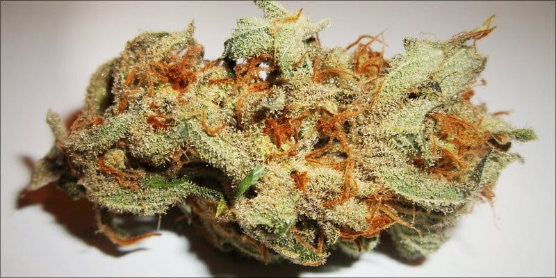 7topstrains thanksgiving 5 7 Strains To Get You Elevated Before Your Massive Danksgiving Meal