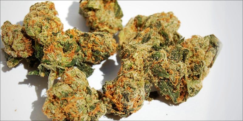7topstrains thanksgiving 7 7 Strains To Get You Elevated Before Your Massive Danksgiving Meal