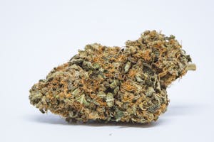 Orange Bud Marijuana Strain