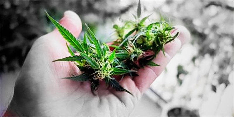 Cannabis in Michigan 1 North Dakota Approves Medical Cannabis Initiative