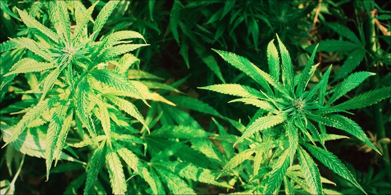 Cannabis in Michigan 2 North Dakota Approves Medical Cannabis Initiative