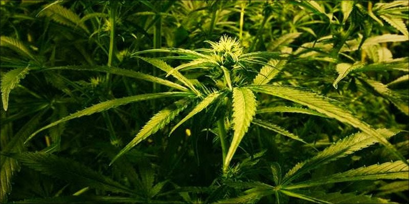 Cannabis in Michigan 3 North Dakota Approves Medical Cannabis Initiative