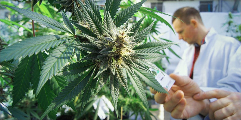 Does Cannabis Help Hero 5 Questions Everyone’s Asking About Medical Marijuana