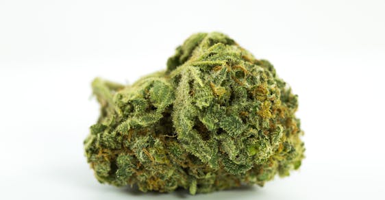 Grape God Marijuana Strain