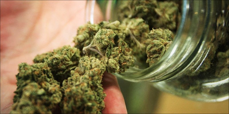 Great Day for Cannabis 1 3 Important Things Cannabis Nodes Are Telling You About Your Plant