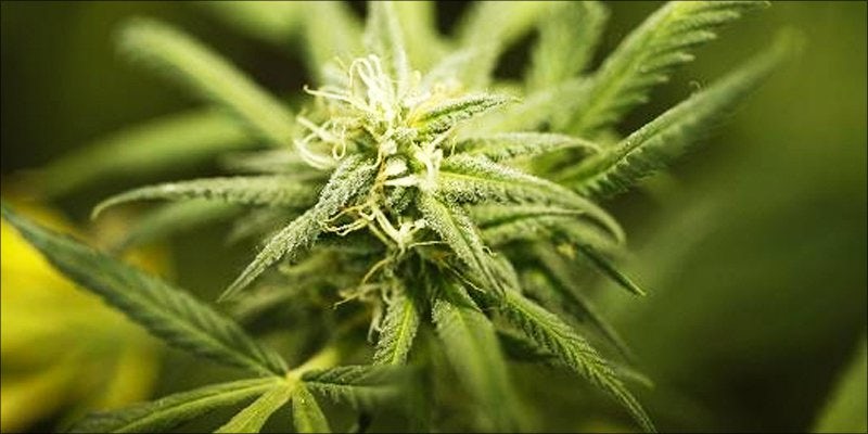 Robocall Snafu 2 North Dakota Approves Medical Cannabis Initiative