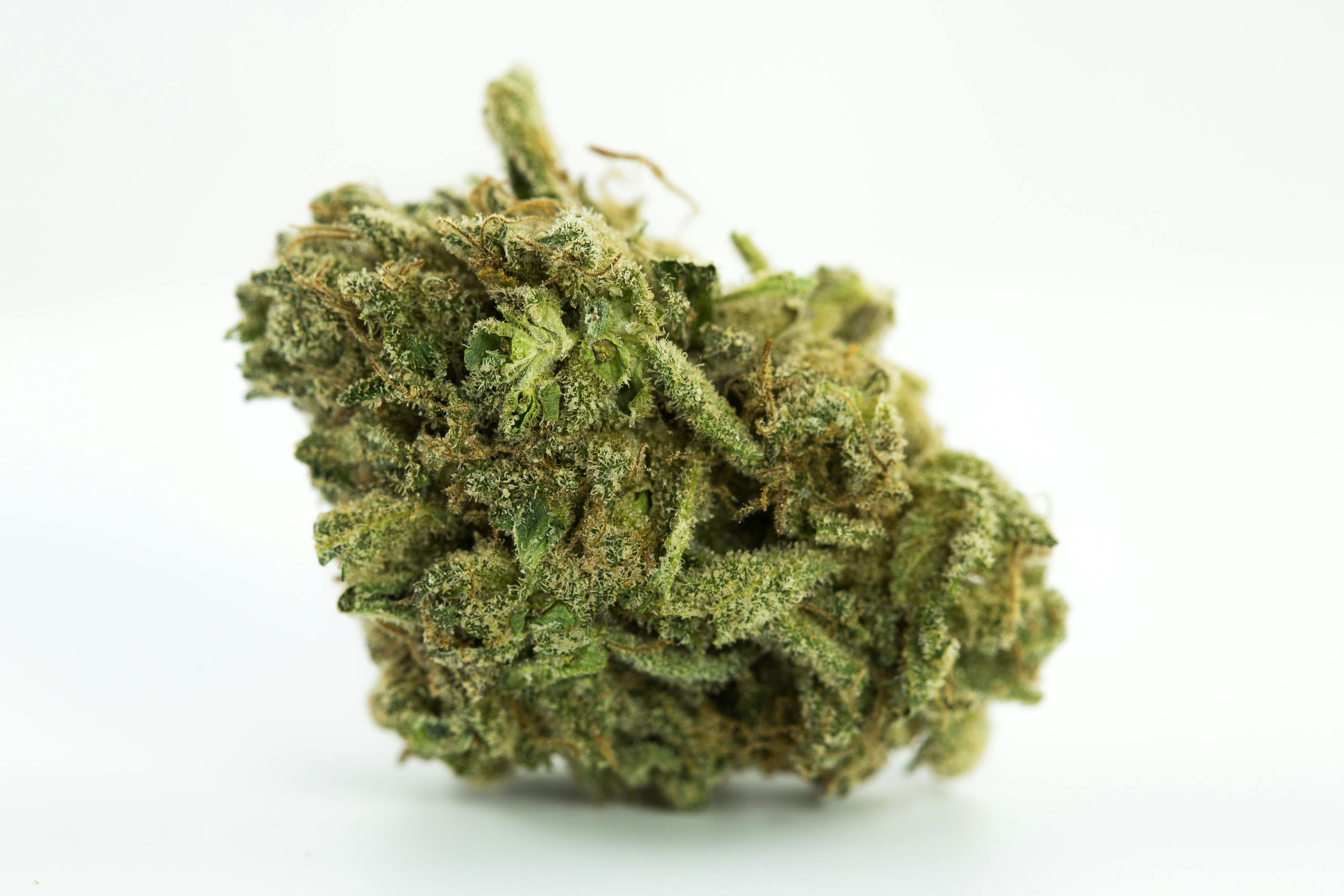 White Russian Weed; White Russian Cannabis Strain; White Russian Hybrid Marijuana Strain