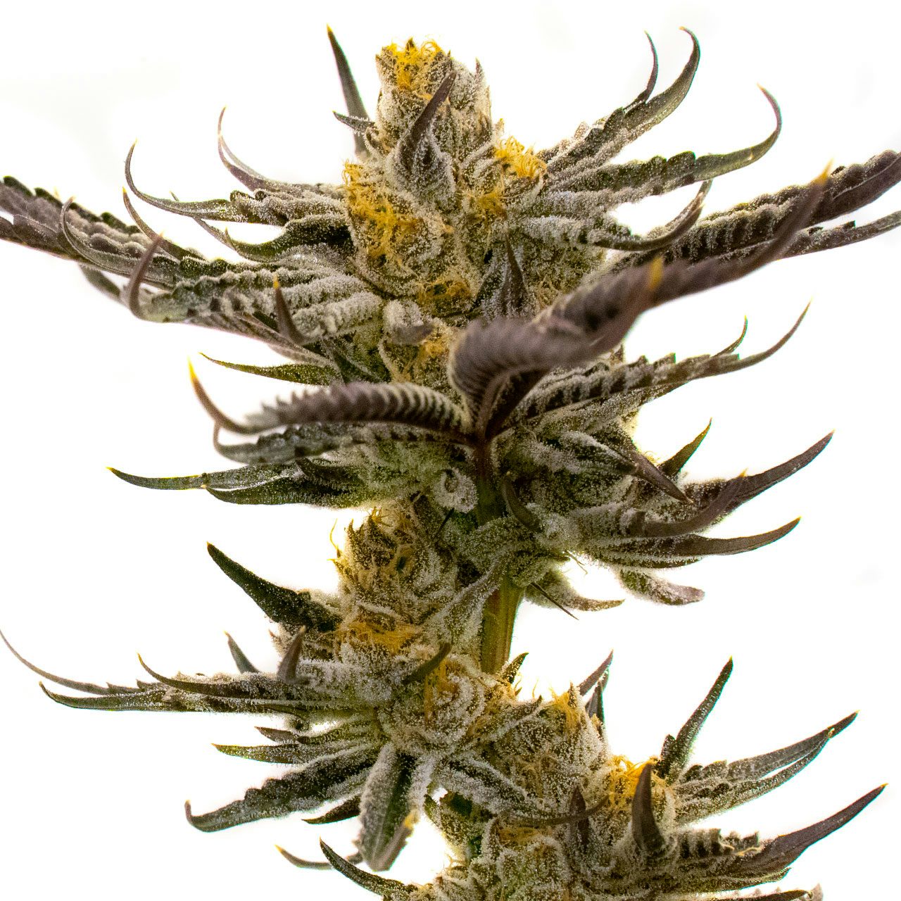 White Russian Strain